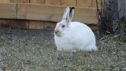 Arctic Hare Feeding On Grass
