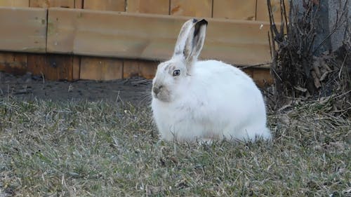 rabbit videos