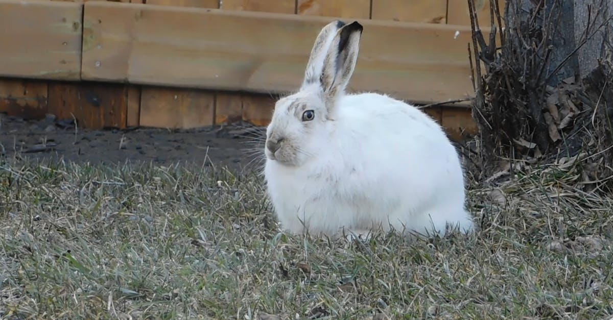 Arctic Hare Feeding On Grass Free Stock Video Footage, Royalty-Free 4K & HD Video Clip Arctic Hare Feeding On Grass Free Stock Video Footage, Royalty-Free 4K & HD Video Clip