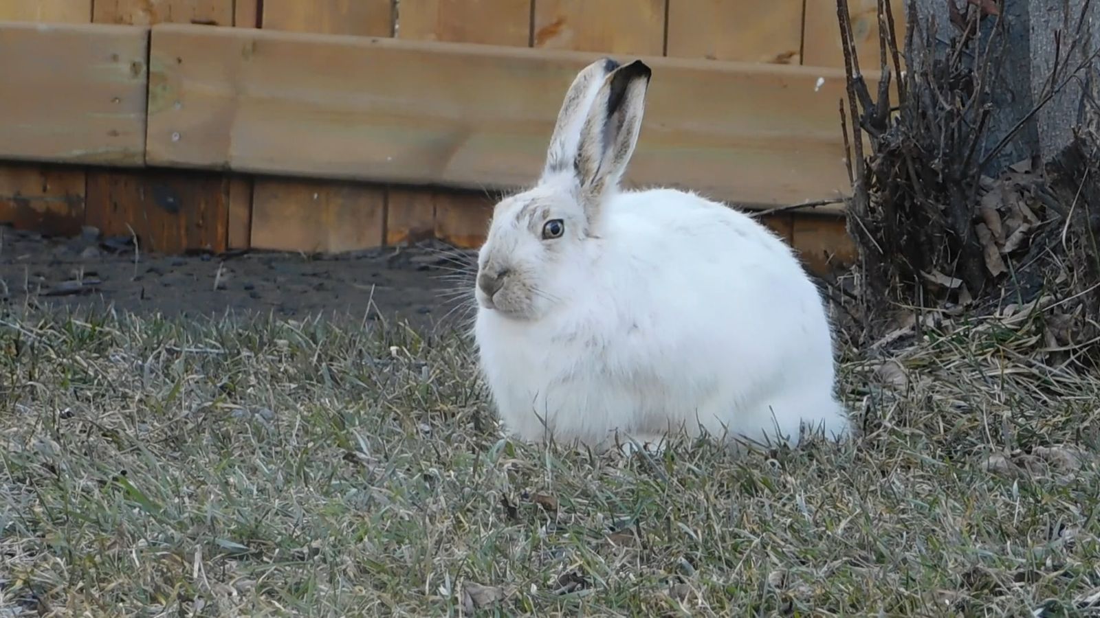 Rabbit Videos, Download The BEST Free 4k Stock Video Footage & Rabbit ...