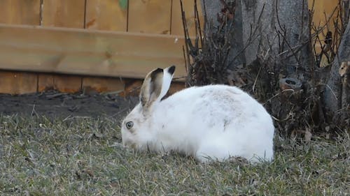 Arctic Hare Eating Grass