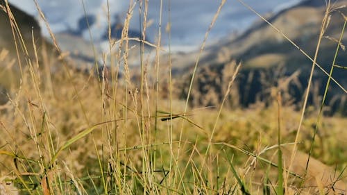 Grass By The Mountain