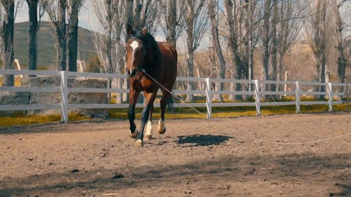 Cavallo Al Galoppo Intorno A Un Ranch