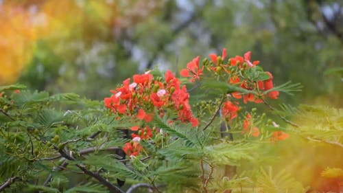 Rote Blumen