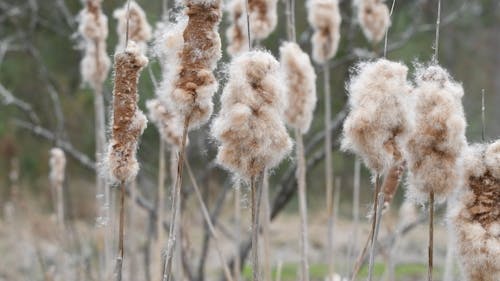 A Cattails Fluff Floats in Air