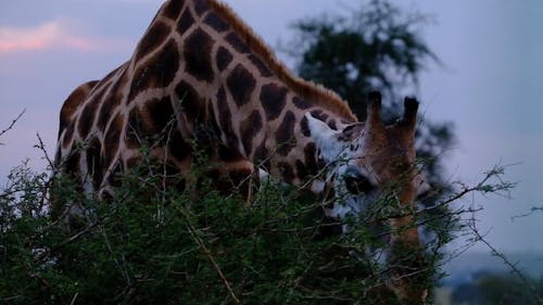 A Giraffe Feeding On Leaves