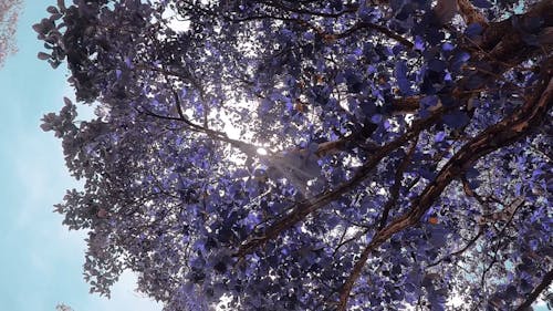 白色和紫色的花树