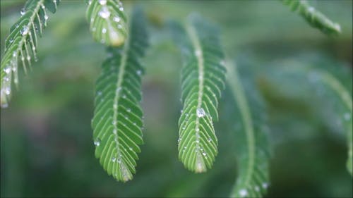 Water Droplets On Green Leaves