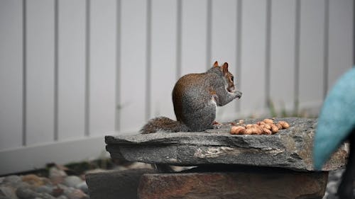 Eichhörnchen Essen Erdnüsse