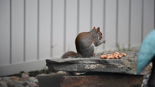 Squirrel Eating Peanuts