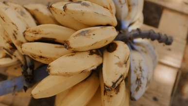 video of bananas