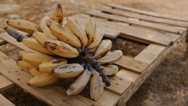 a cluster of bananas on a crate