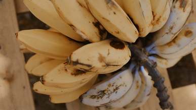 a cluster of ripe bananas
