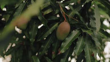 mangoes on a tree