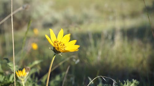 Una Flor Amarilla En Plena Floración