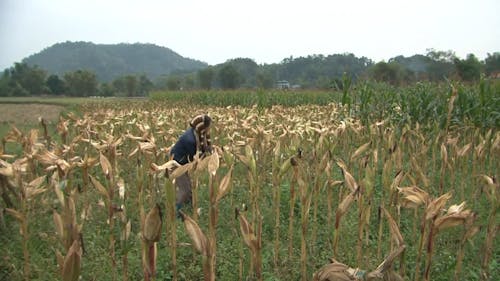 Woman Harvesting Corns