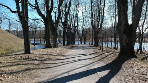  A Pathway With Trees In The Lake