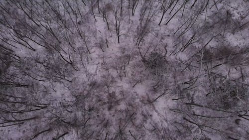 Вид с воздуха на лес со снегом