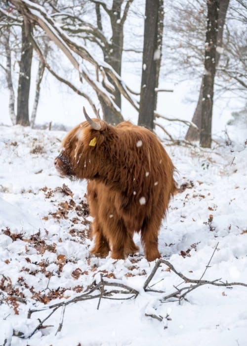 An Animal On A Winter Landscape