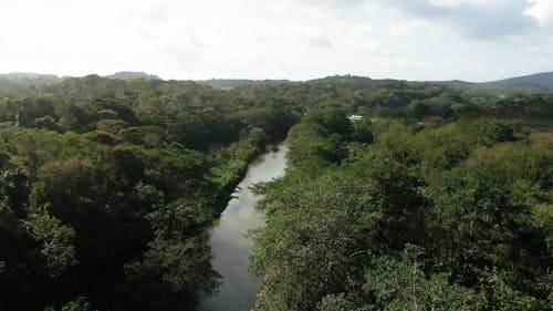 Images Aériennes D'une Rivière Entourée D'une épaisse Végétation