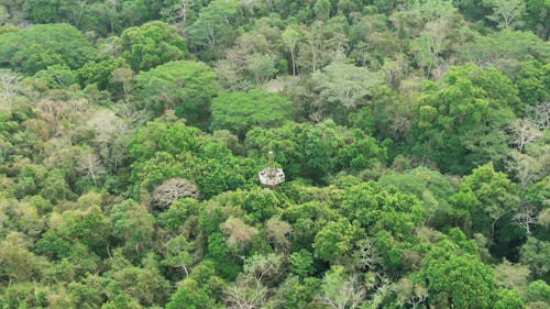 Aerial Footage Of A Jungle