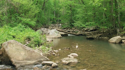 Rocky River In The Woods
