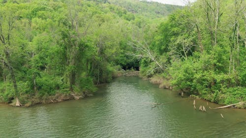 美しい緑の広い川