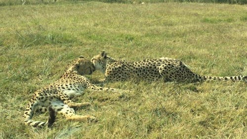 A Pair Of Cheetah 