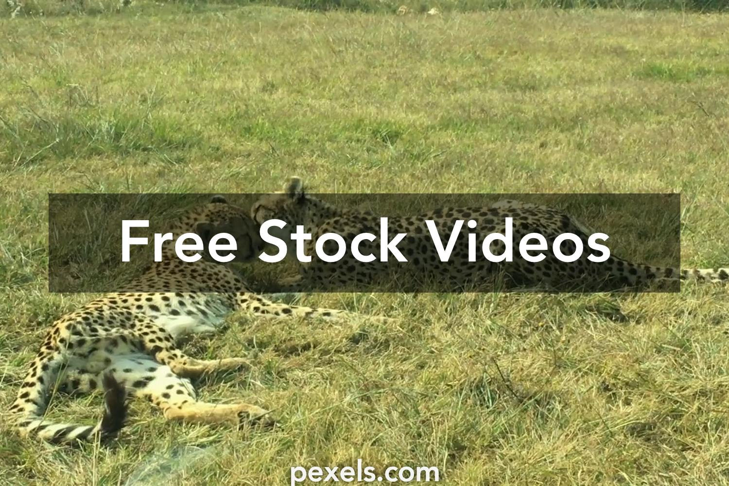 Wild Animals Videos, Download The BEST Free 4k Stock Video Footage & Wild  Animals HD Video Clips