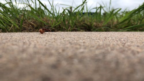 An Ant Collecting Foods For Storage