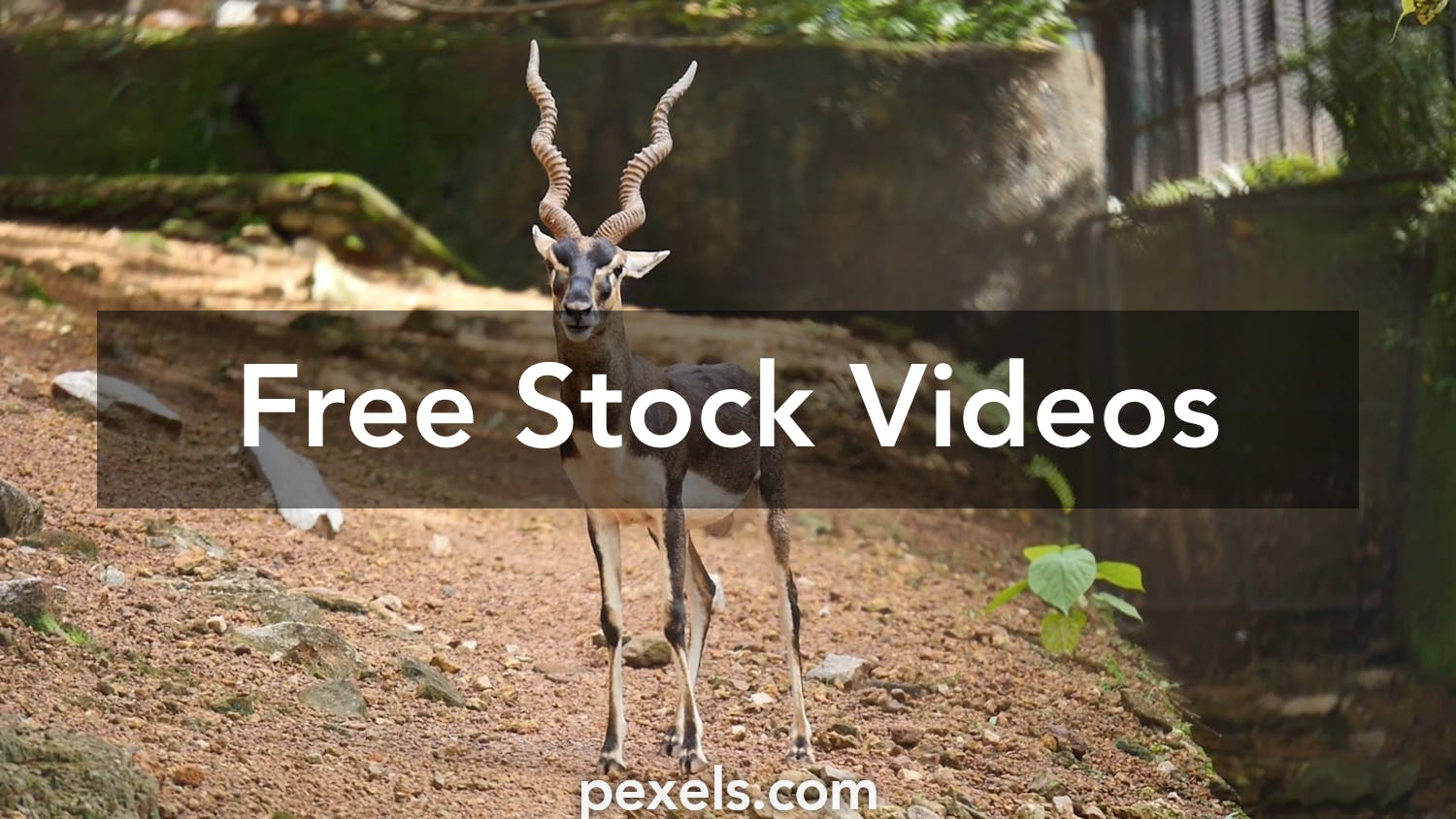 Amazing Antelope Videos Â· Pexels Â· Free Stock Videos