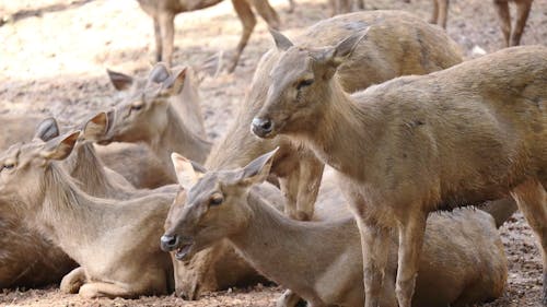 Tribo De Cabras