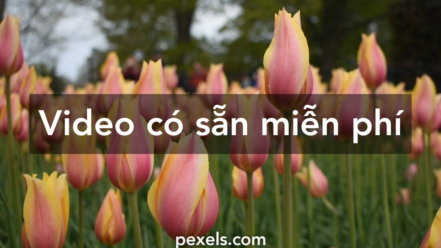 40.000+ video hay nhất về Hoa Tulip · Tải xuống miễn phí 100 ...