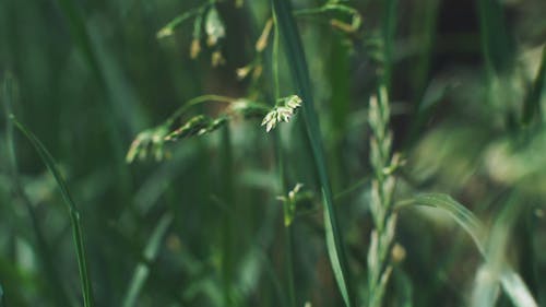 Green Leaves Of A Plant 