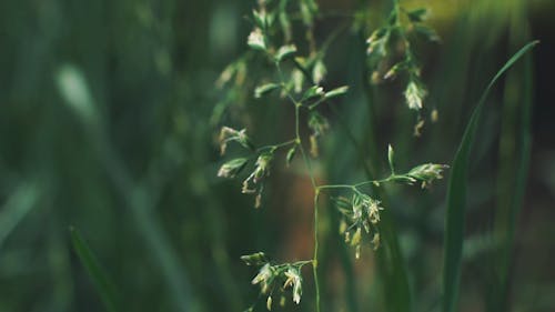 Flowers Of a Wild Grass