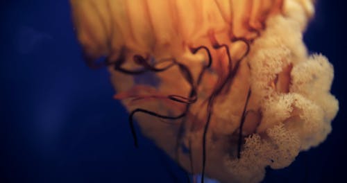 Close-Up View Of A Jellyfish 