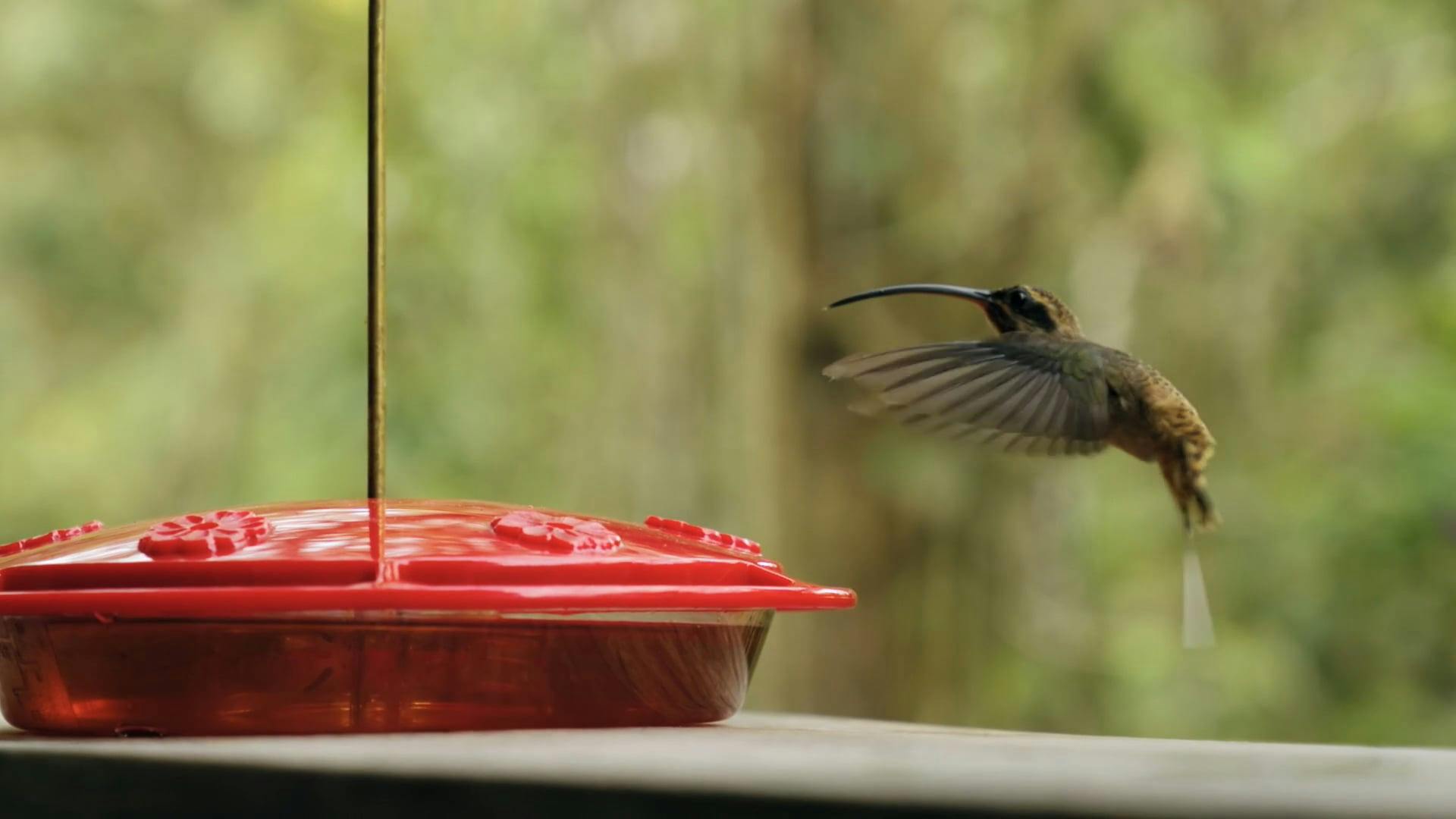 500 Interesting Bird Videos Pexels Free Stock Videos