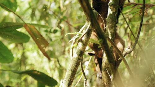 食蚁兽从树枝走下来的慢动作镜头