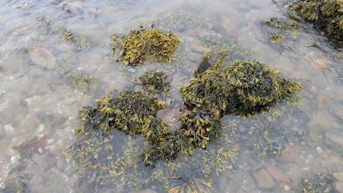 Sekelompok Rumput Laut Yang Tersapu Ombak