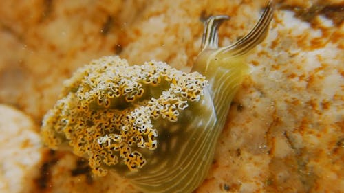 Close-Up View Of Mollusk