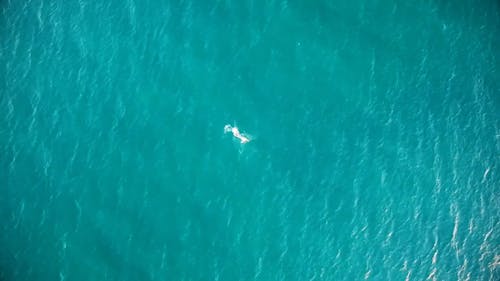 水泳の人の空中ショット