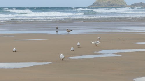 Mouettes Sur La Rive