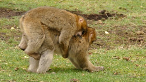 Family Of Monkeys 