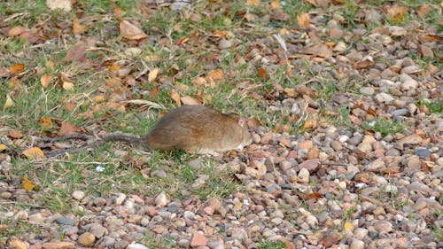 A Mouse Searching For Food