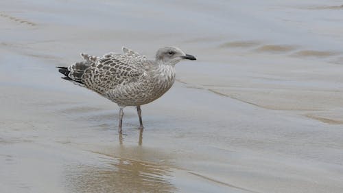 Pássaro Na Praia