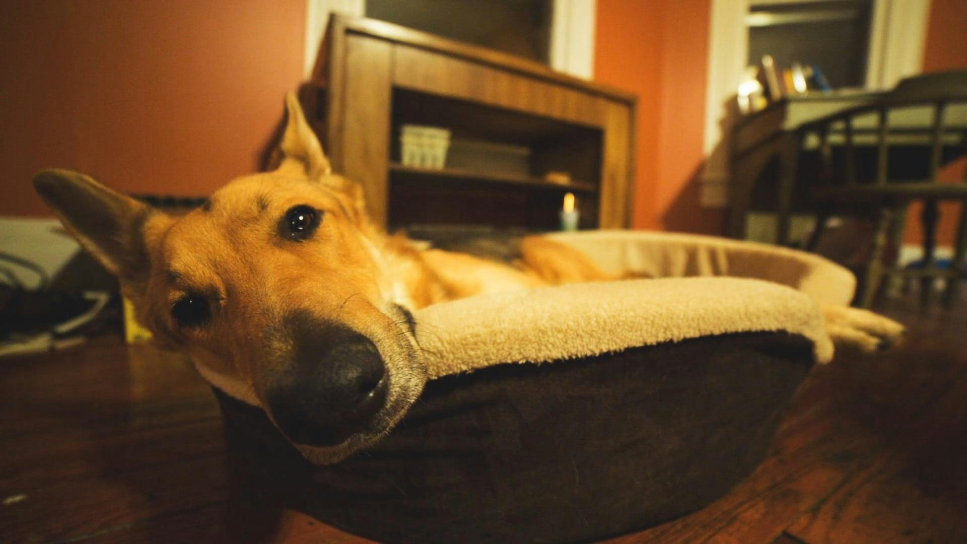 Dog Relaxing On His Bed · Free Stock Video