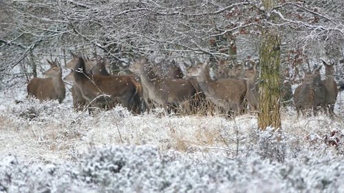 A Herd Of Deer Running In The Woods In Winter