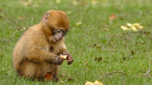 A Brown Monkey Eating Bread 