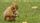 baby animals