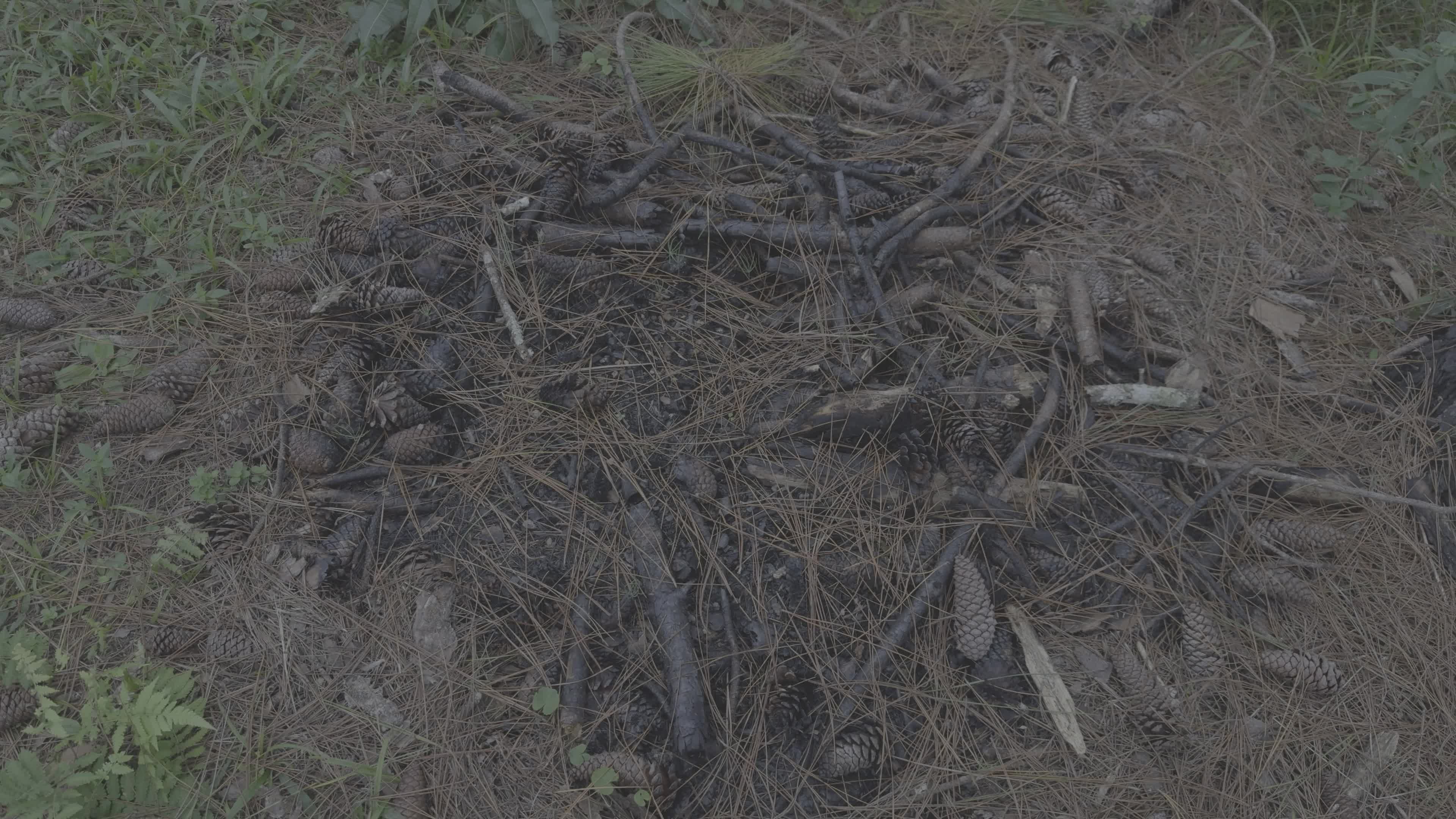 Video by Matheus Bertelli